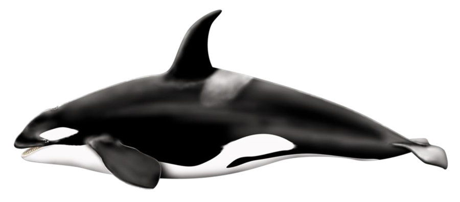 Killer Whale Png Pic PNG Image