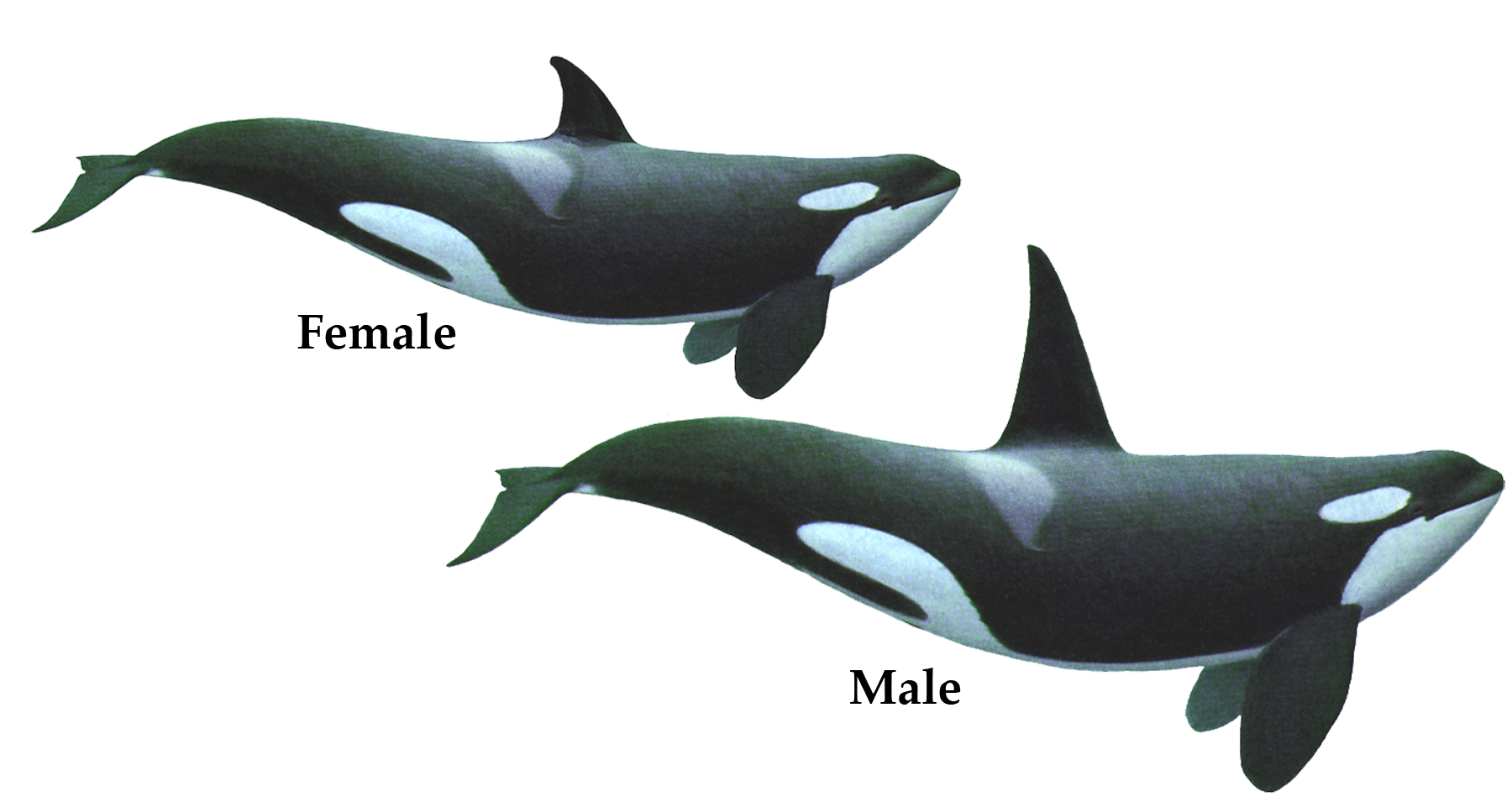 Killer Whale Png Hd PNG Image