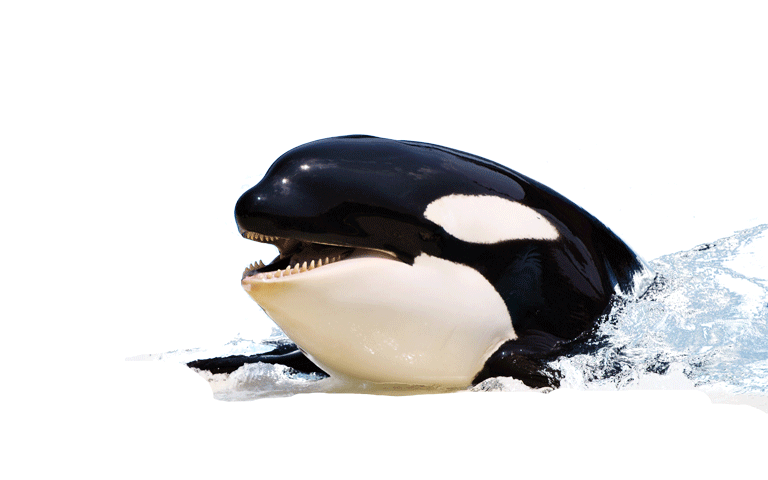 Killer Whale Picture PNG Image