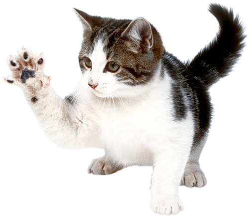 Kitten Free Clipart HQ PNG Image