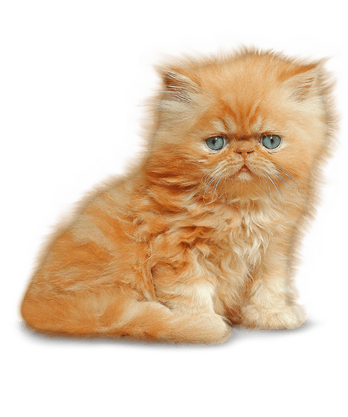 Little Kitten Free PNG HQ PNG Image