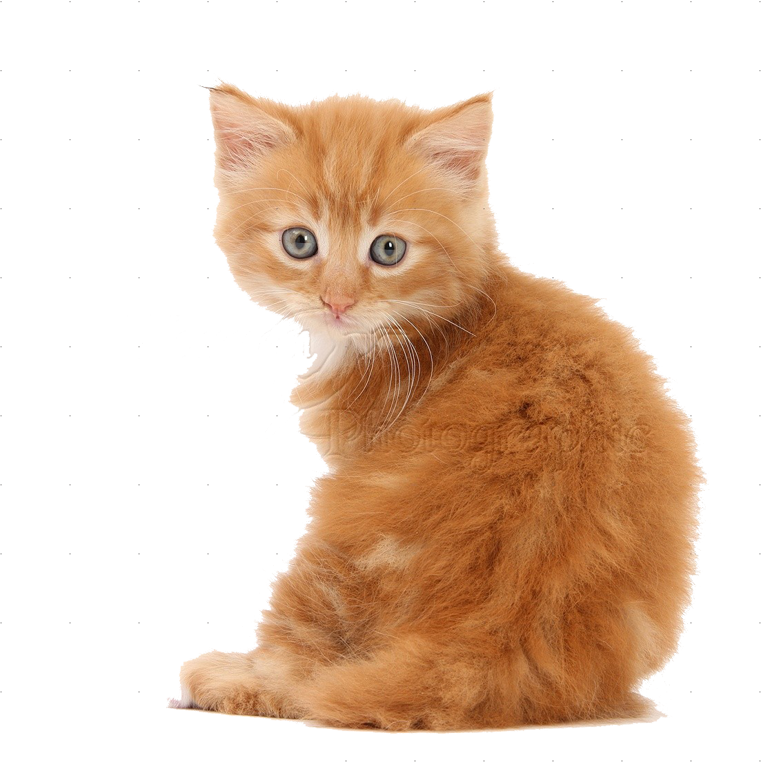 Little Kitten Download HQ PNG Image