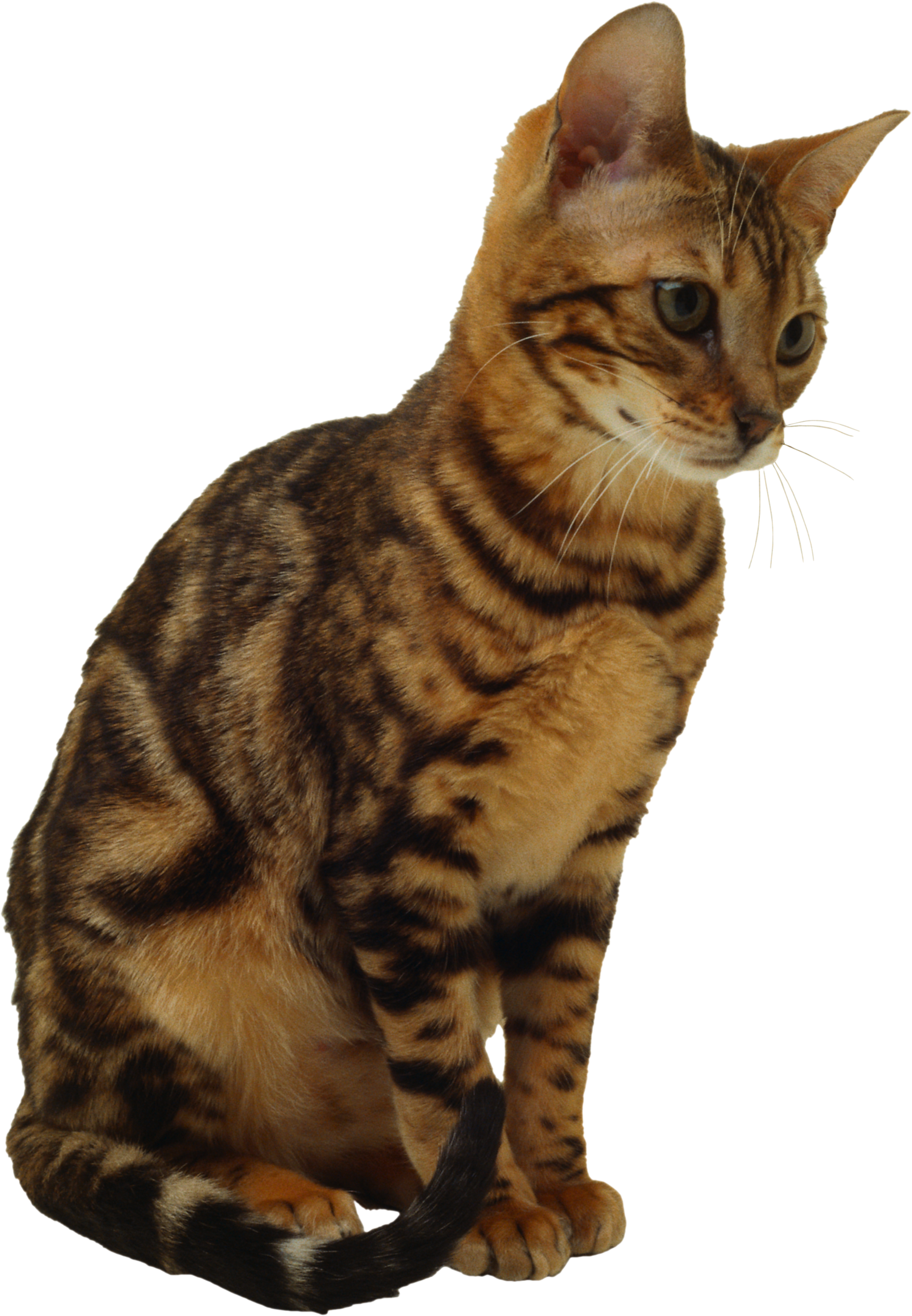 Pic Kitten Free Download PNG HQ PNG Image