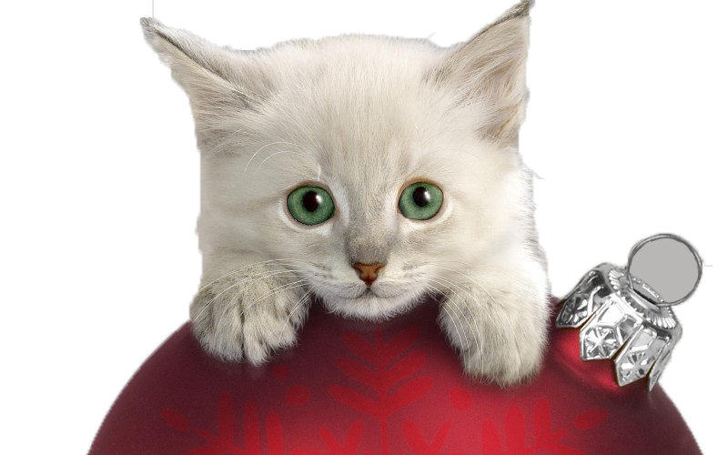 Little Kitten Free PNG HQ PNG Image