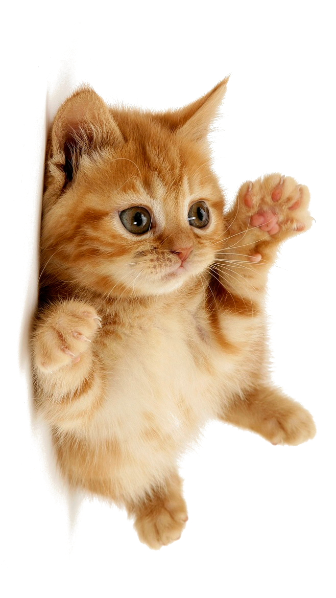 Little Pic Kitten Free Transparent Image HD PNG Image