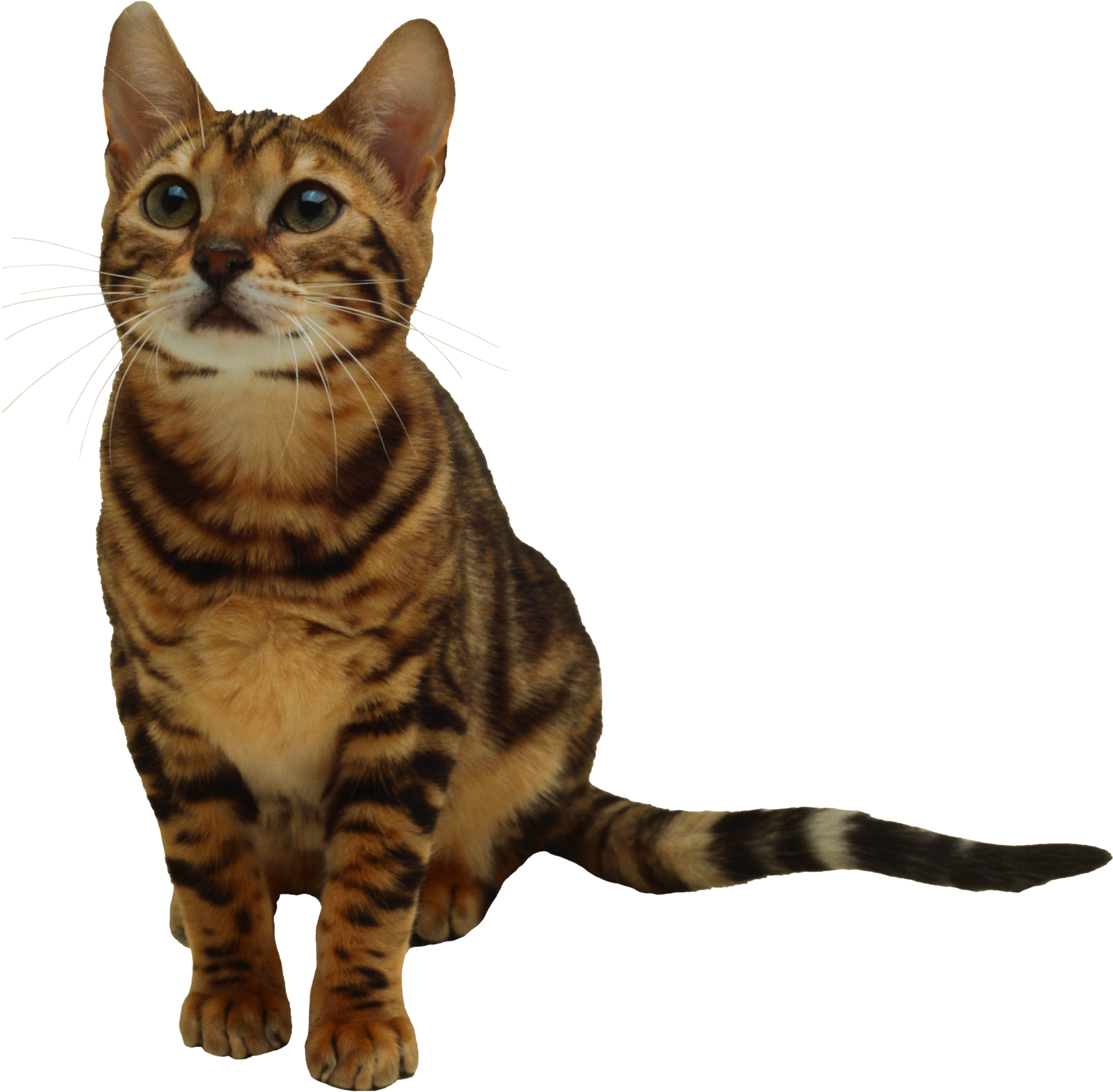 Kitten Transparent PNG Image