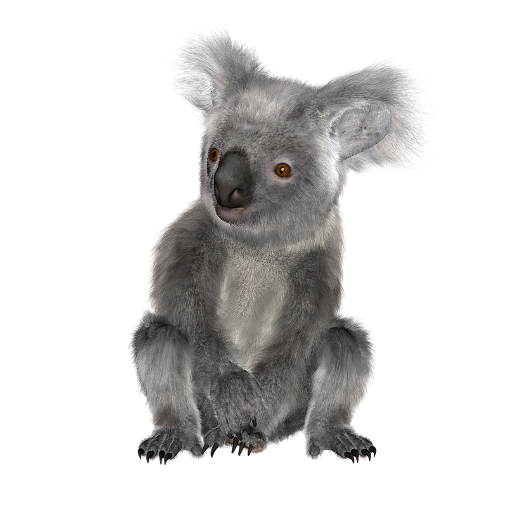 Koala PNG Download Free PNG Image
