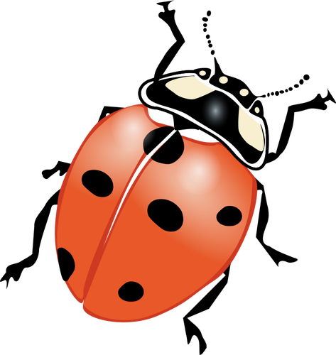 Ladybug PNG Image