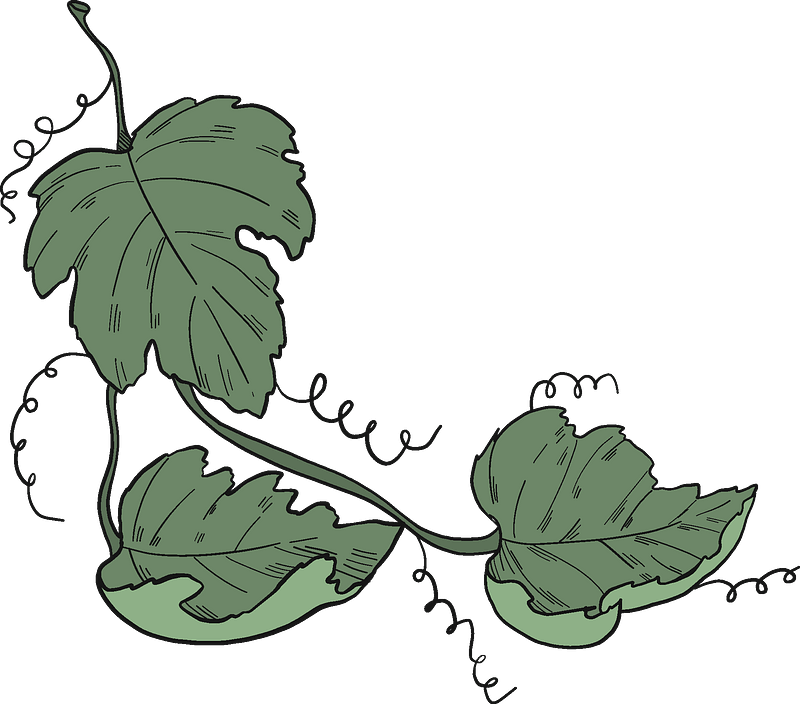 Grape Vine Leaf Art Download Free Image PNG Image