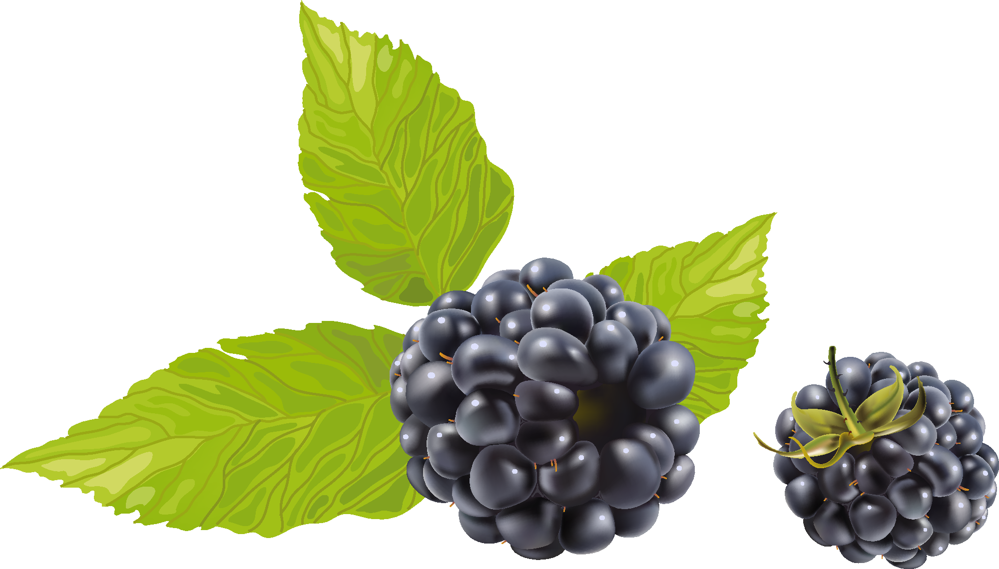 Vine Leaf Grape Free Download PNG HD PNG Image