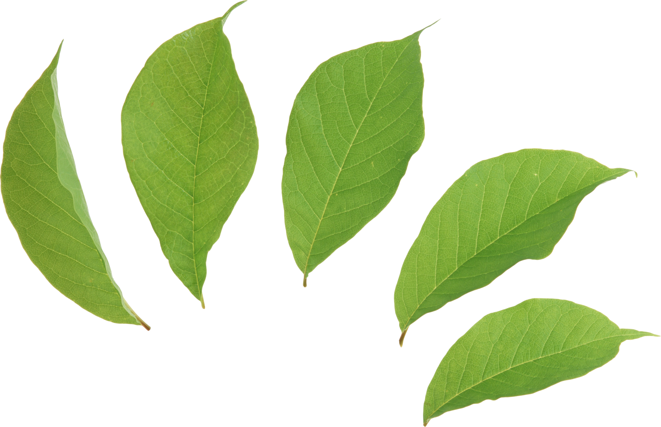 Green Leafs PNG Free Photo PNG Image
