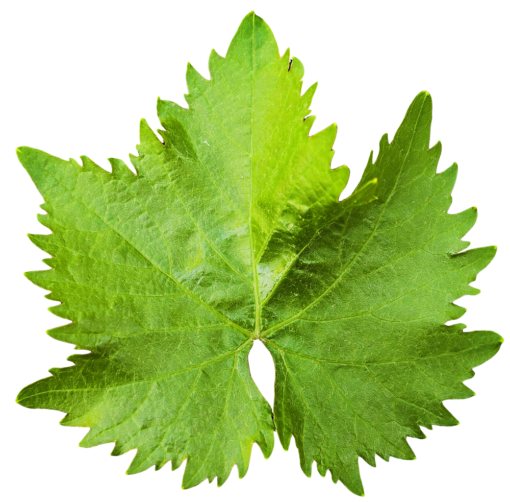 Leaf Transparent Image PNG Image