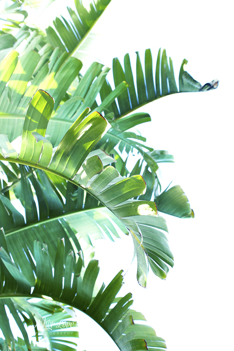 Green Leaf Free Clipart HQ PNG Image