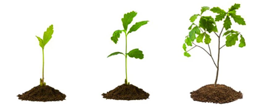 Growing Plant Picture Free Transparent Image HD PNG Image
