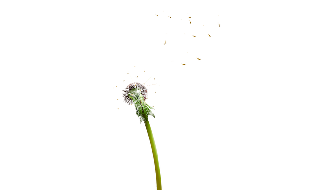 Colored Dandelion Free Download PNG HD PNG Image