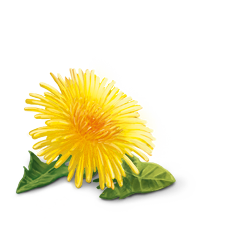 Yellow Dandelion HD PNG Image High Quality PNG Image