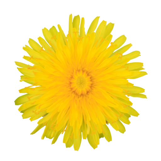 Yellow Dandelion Download Free Image PNG Image