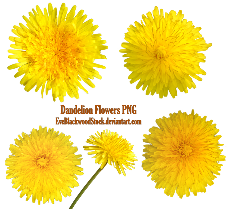 Yellow Dandelion Free Clipart HQ PNG Image