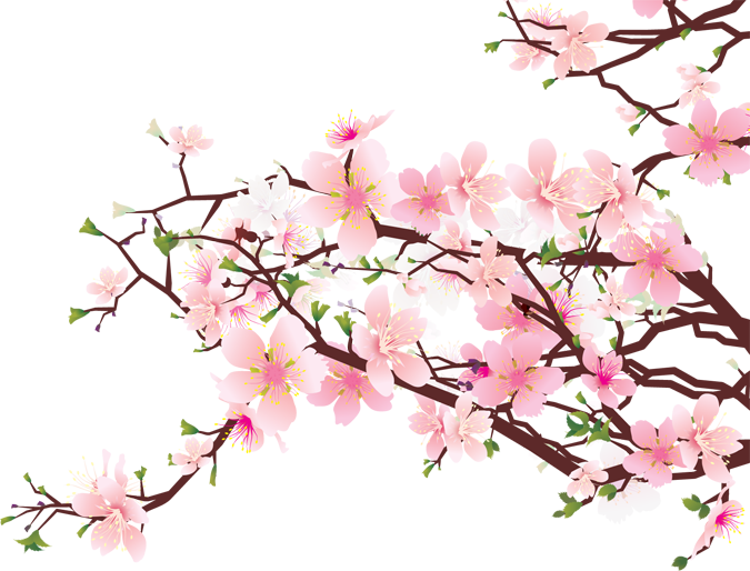 Japanese Flowering Cherry Download Free Image PNG Image