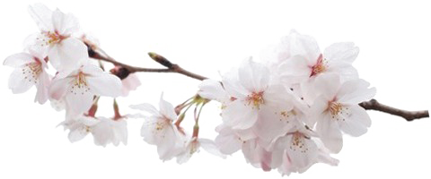 Japanese Flowering Cherry Free PNG HQ PNG Image