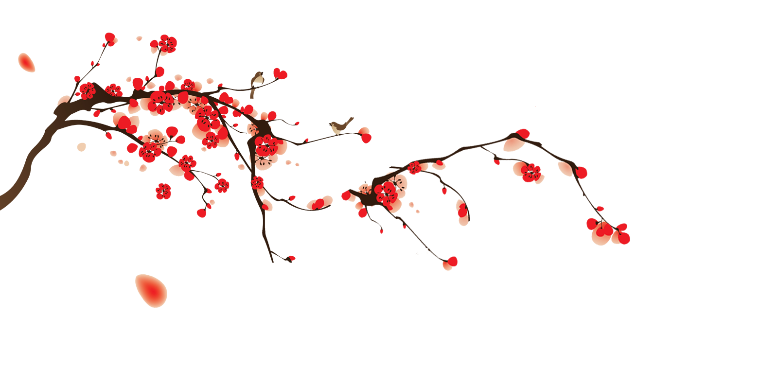 Japanese Flowering Cherry Images Download Free Image PNG Image