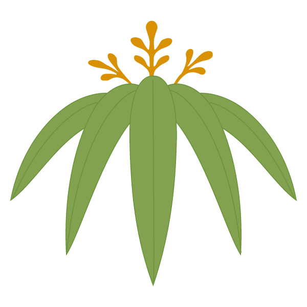 Plants Design Leaf Illustration Graphics Download HD PNG PNG Image