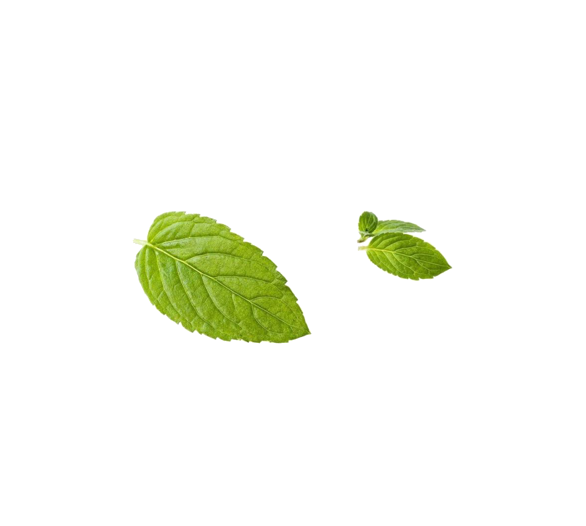 Green Mint Leaf Peppermint Free Download PNG HQ PNG Image
