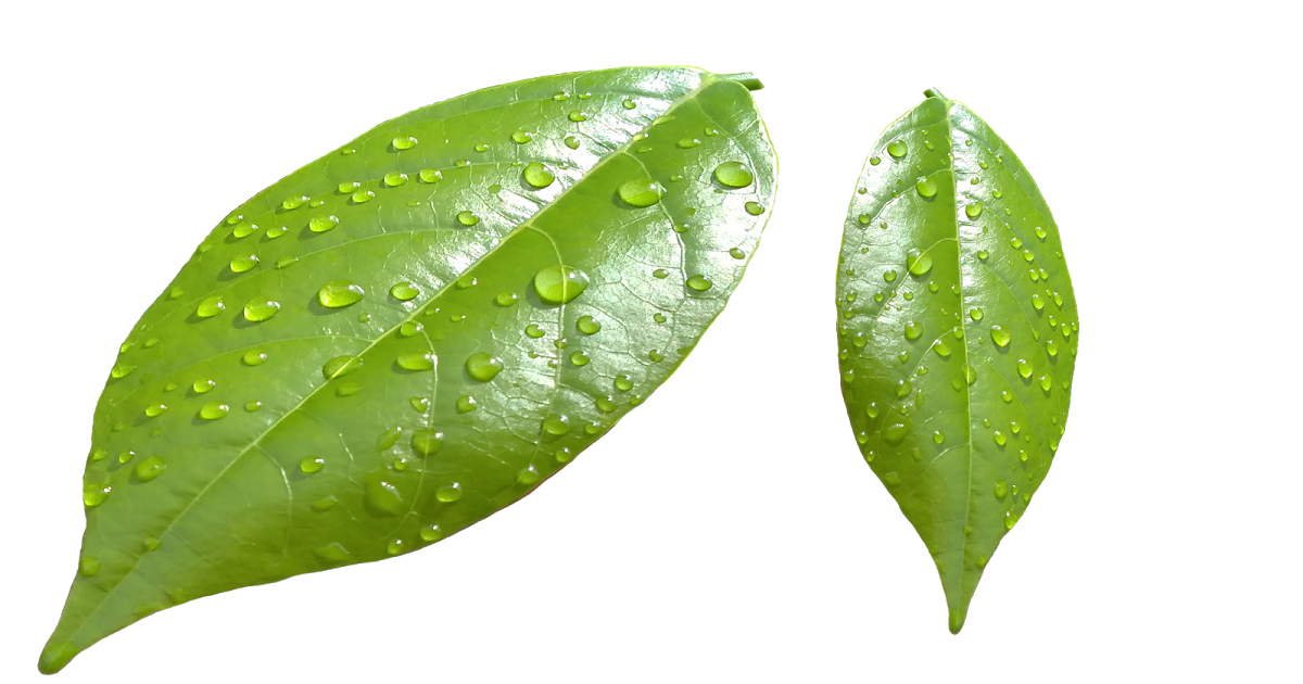 Water Drop Leaf Dew Free Clipart HQ PNG Image