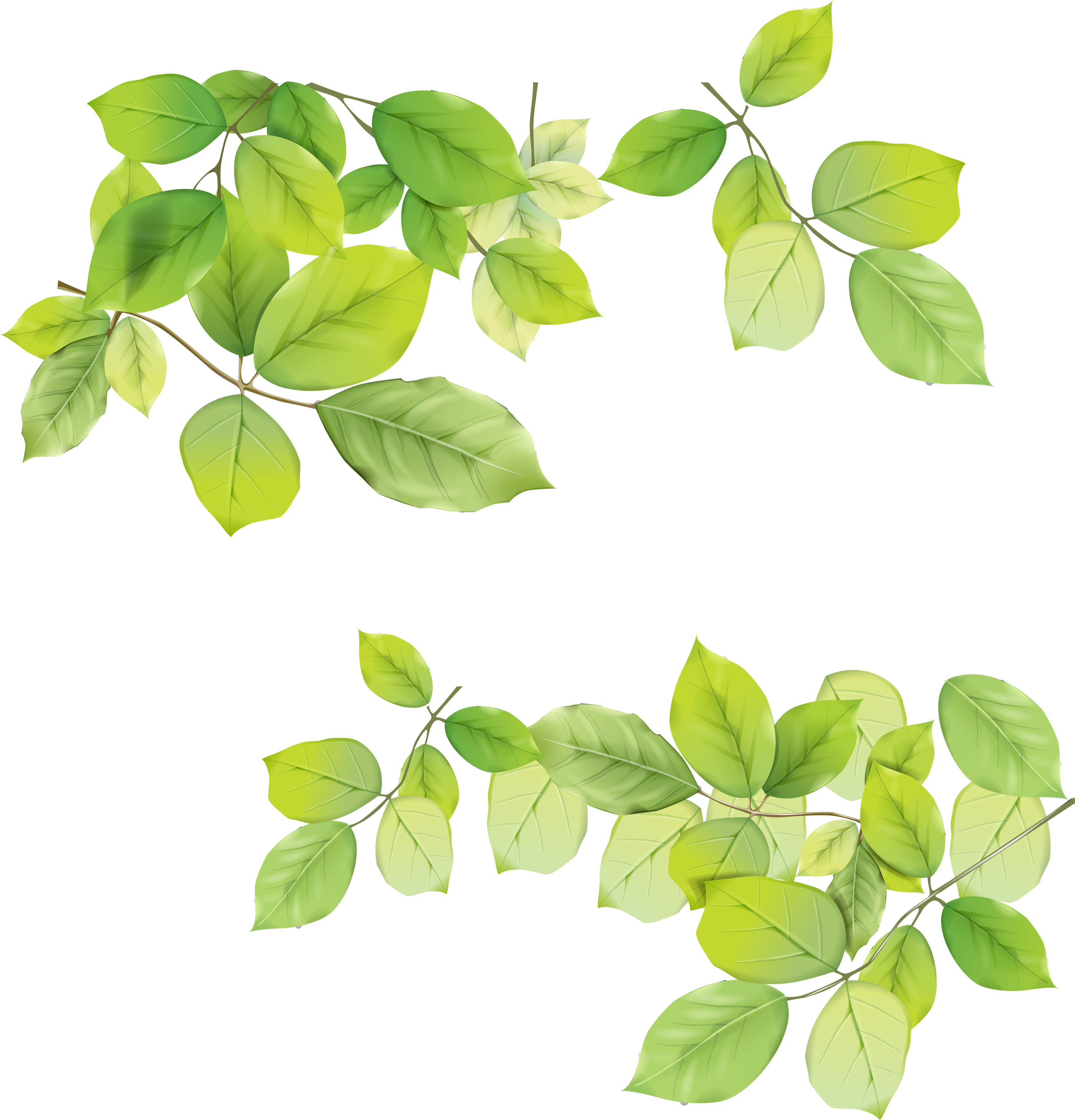Leaves Green Free Download Image PNG Image