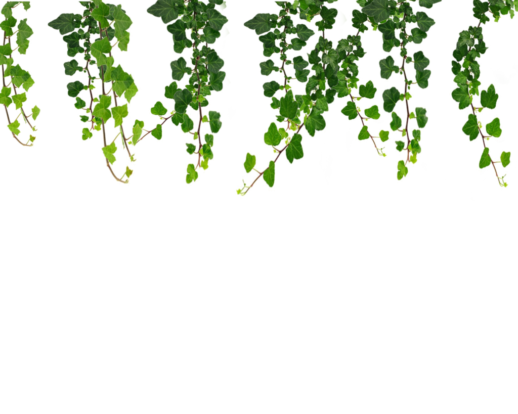 Real Leaves File PNG Image