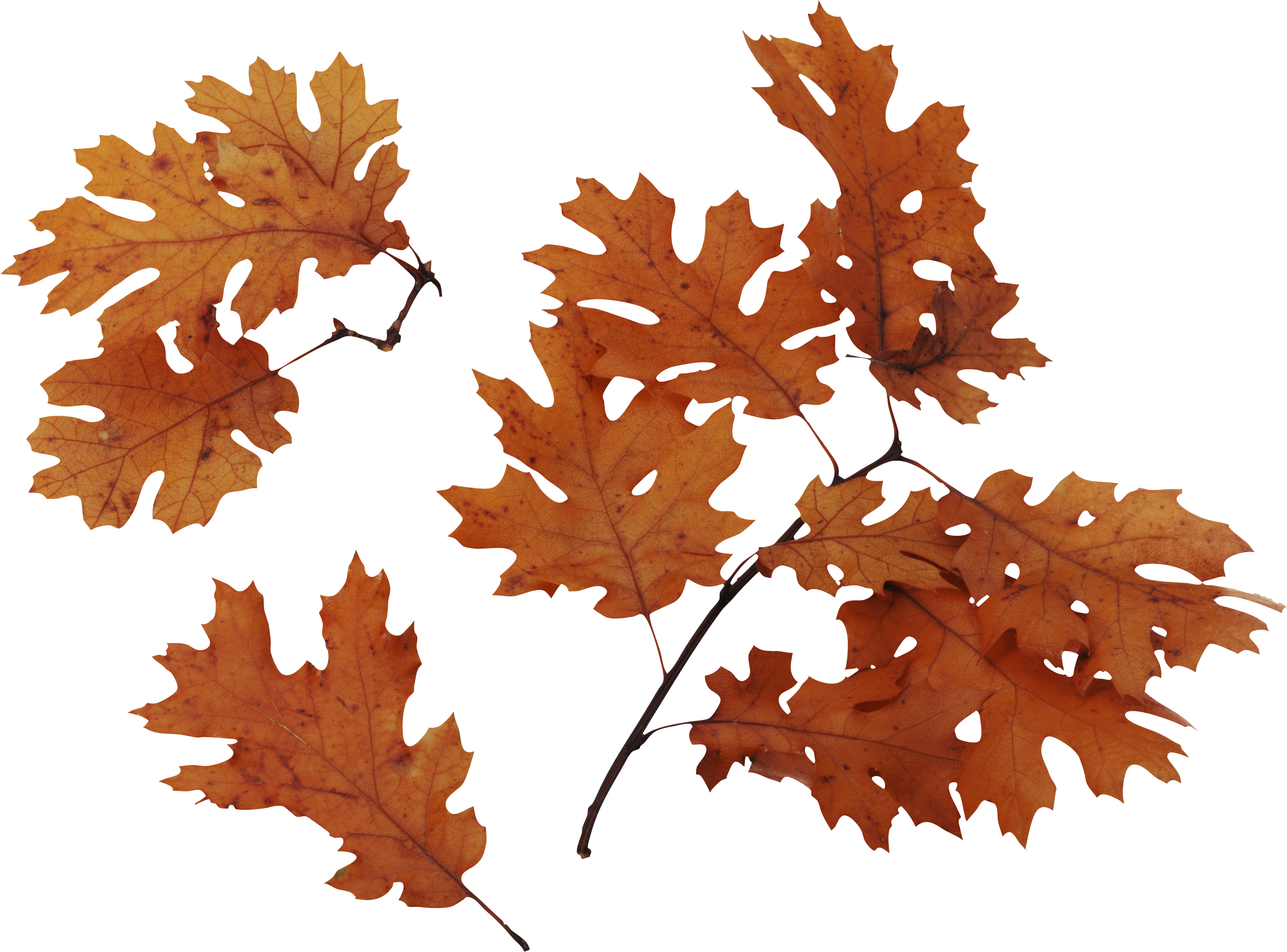 Autumn Leaves Image PNG Image