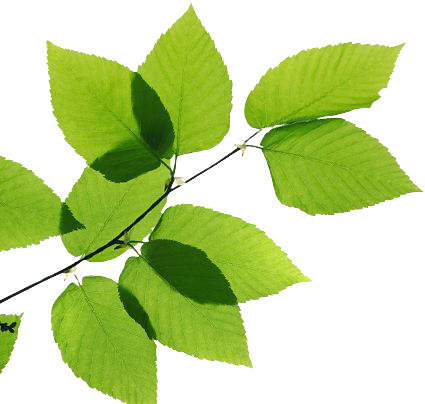 Green Leaves Transparent Image PNG Image