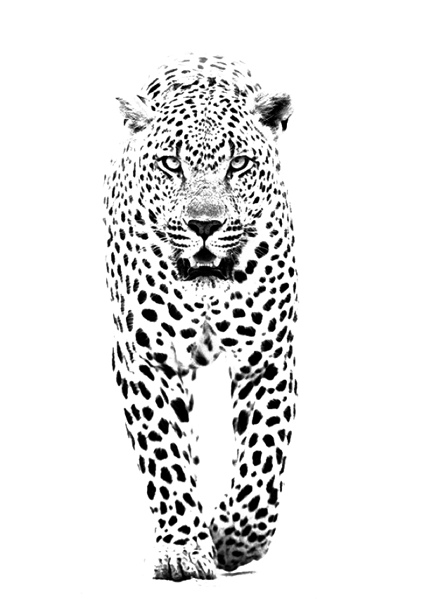 Download Free And Jaguar Panther Leopard Tiger Lion Black Icon Favicon