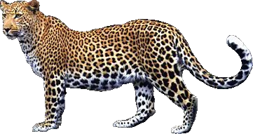 Leopard Png Picture PNG Image