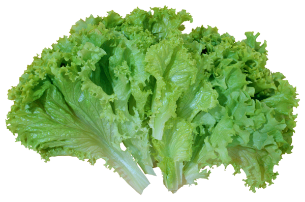 Lettuce Green Free Download PNG HD PNG Image