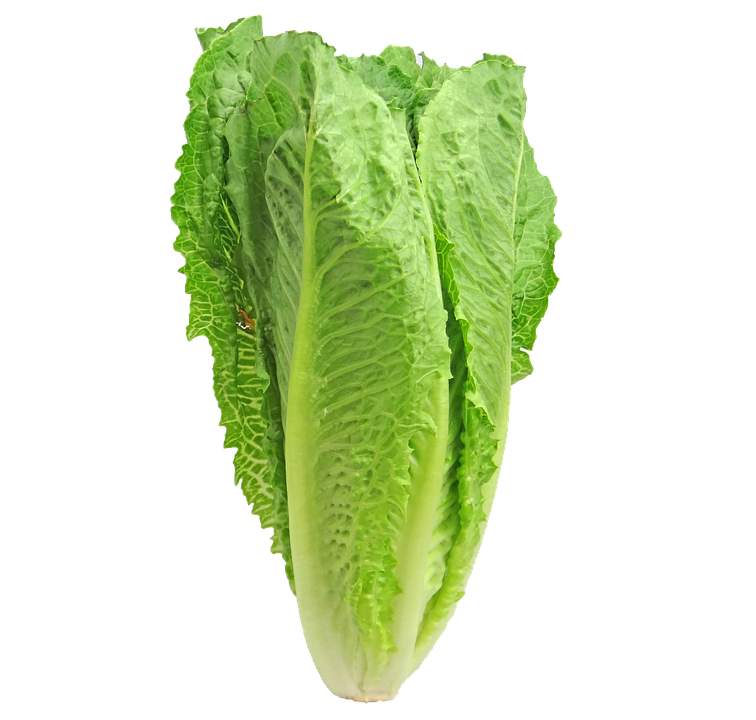 Green Organic Lettuce PNG Image High Quality PNG Image