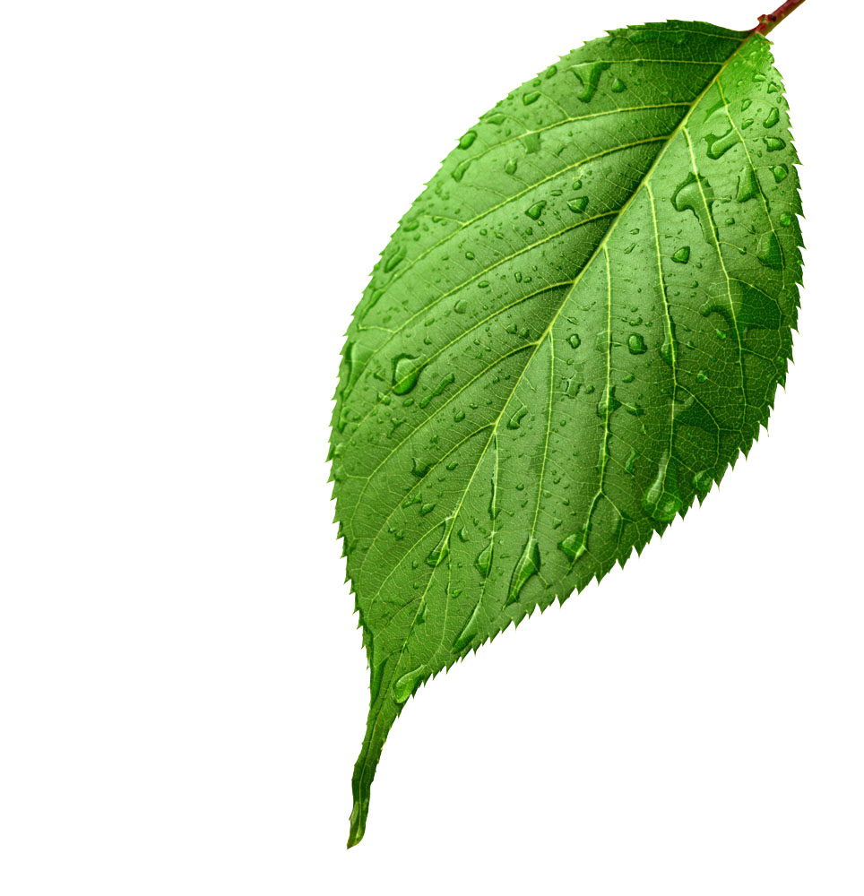 Download Leaf Apple Light Leaves Drop Dew Green HQ PNG Image in