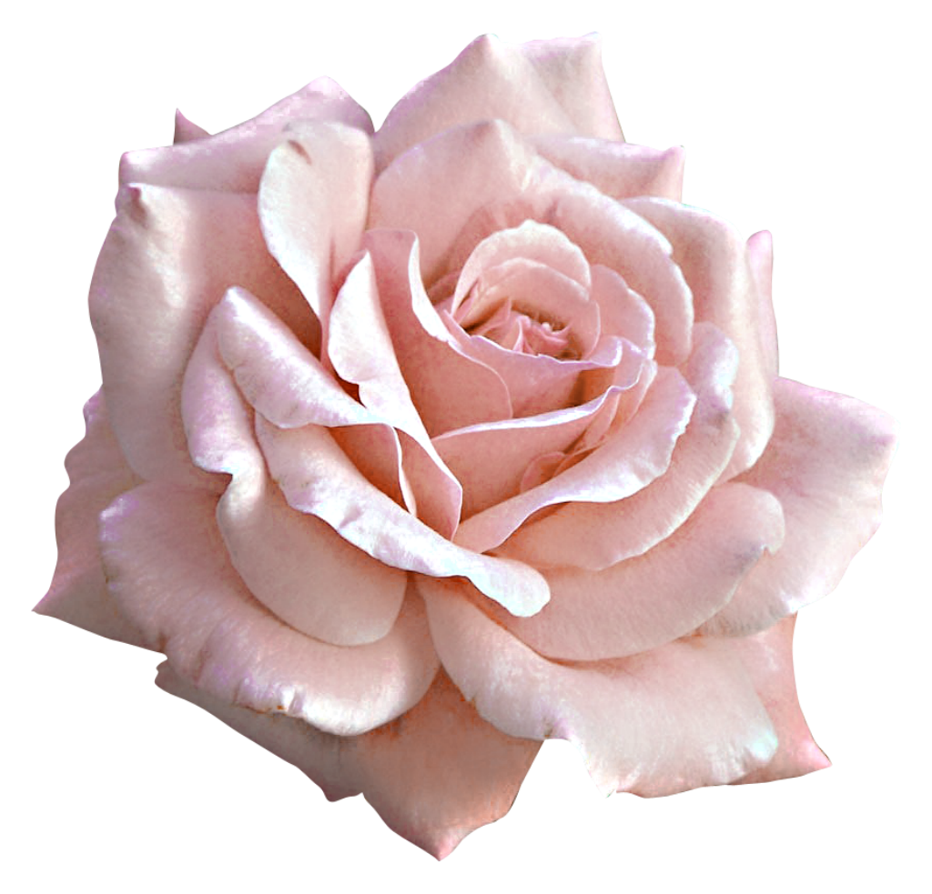 Pink Rose Large Flower Light Free Clipart HD PNG Image