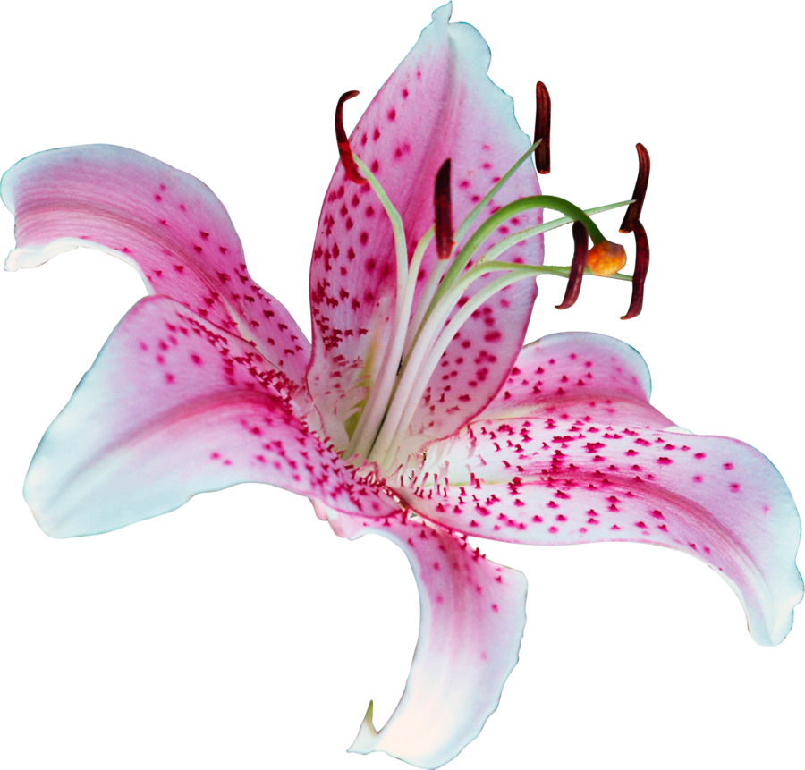 Lilium PNG Image