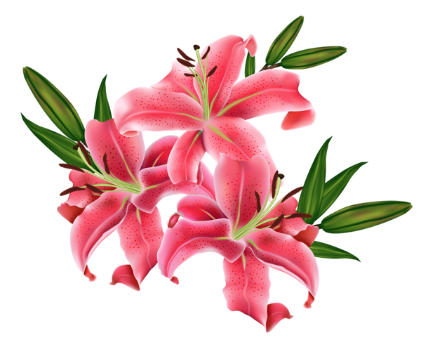 Lilium PNG Image