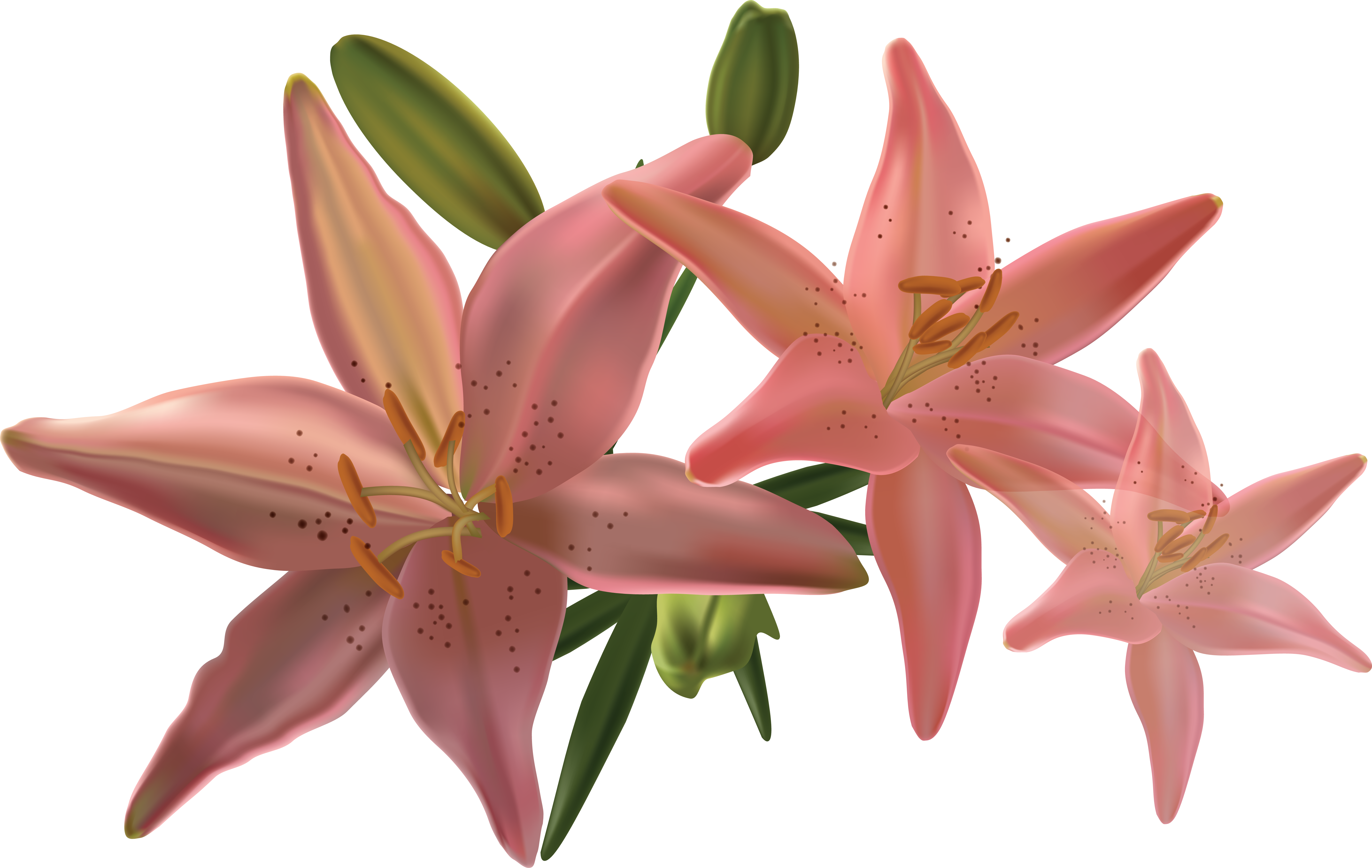 Lilium PNG Image