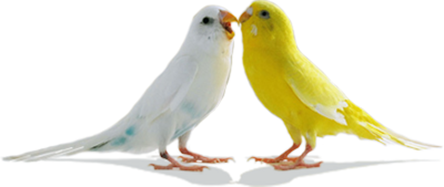 Love Birds Png Pic PNG Image
