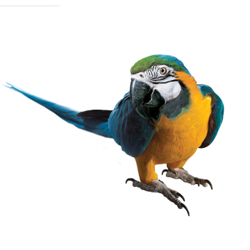 Macaw Picture PNG Image