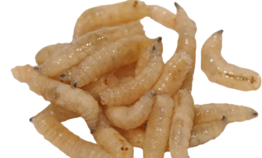 Maggots PNG Image