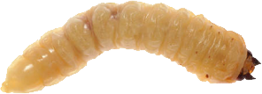 Maggot PNG Image