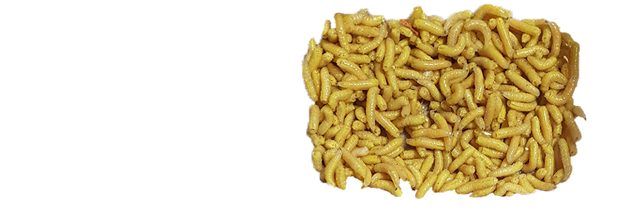 Maggots PNG Image