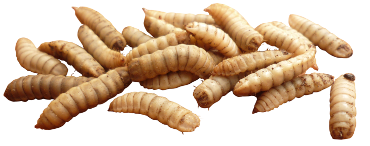 Maggots PNG Image