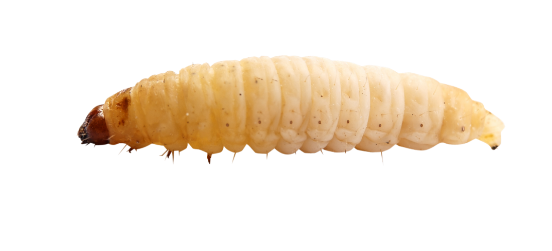 Maggot PNG Image