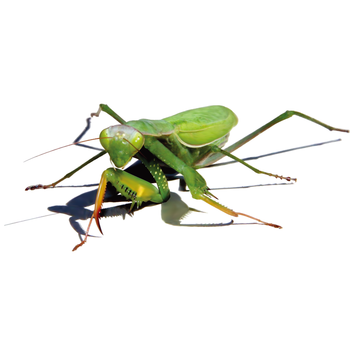 Mantis PNG Image