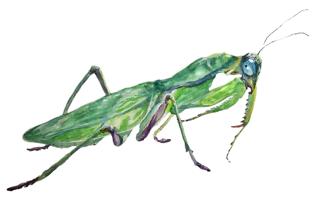 Mantis PNG Image